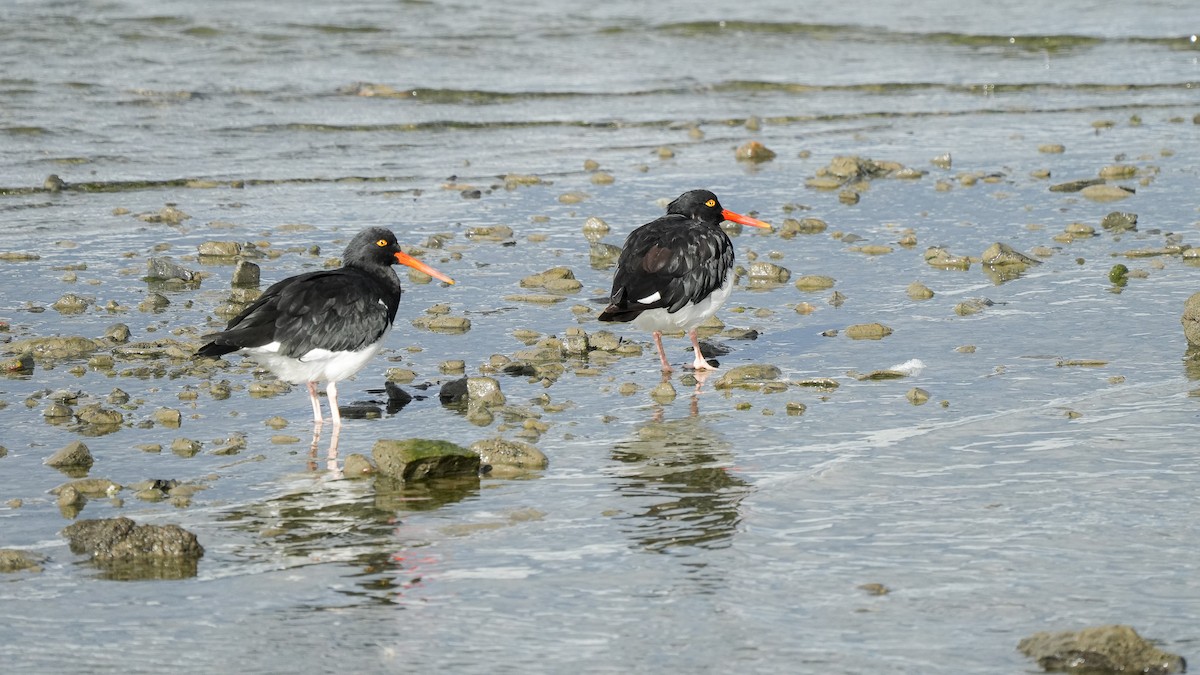 Magellanic Oystercatcher - ML616529976