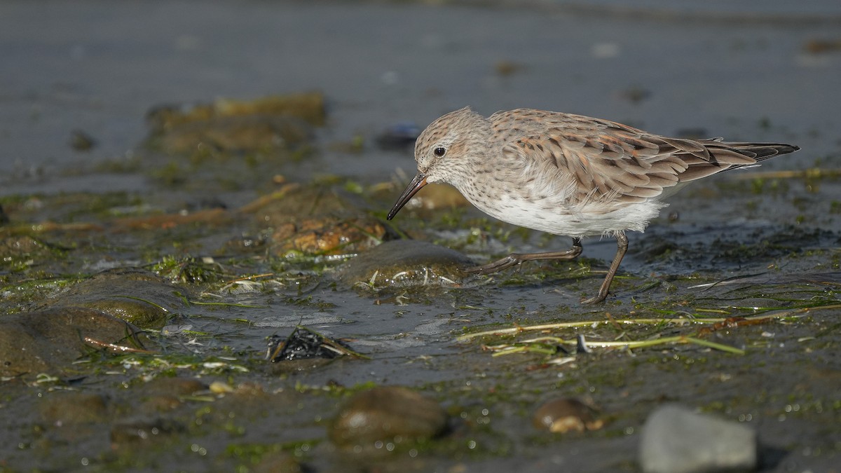 White-rumped Sandpiper - ML616529982