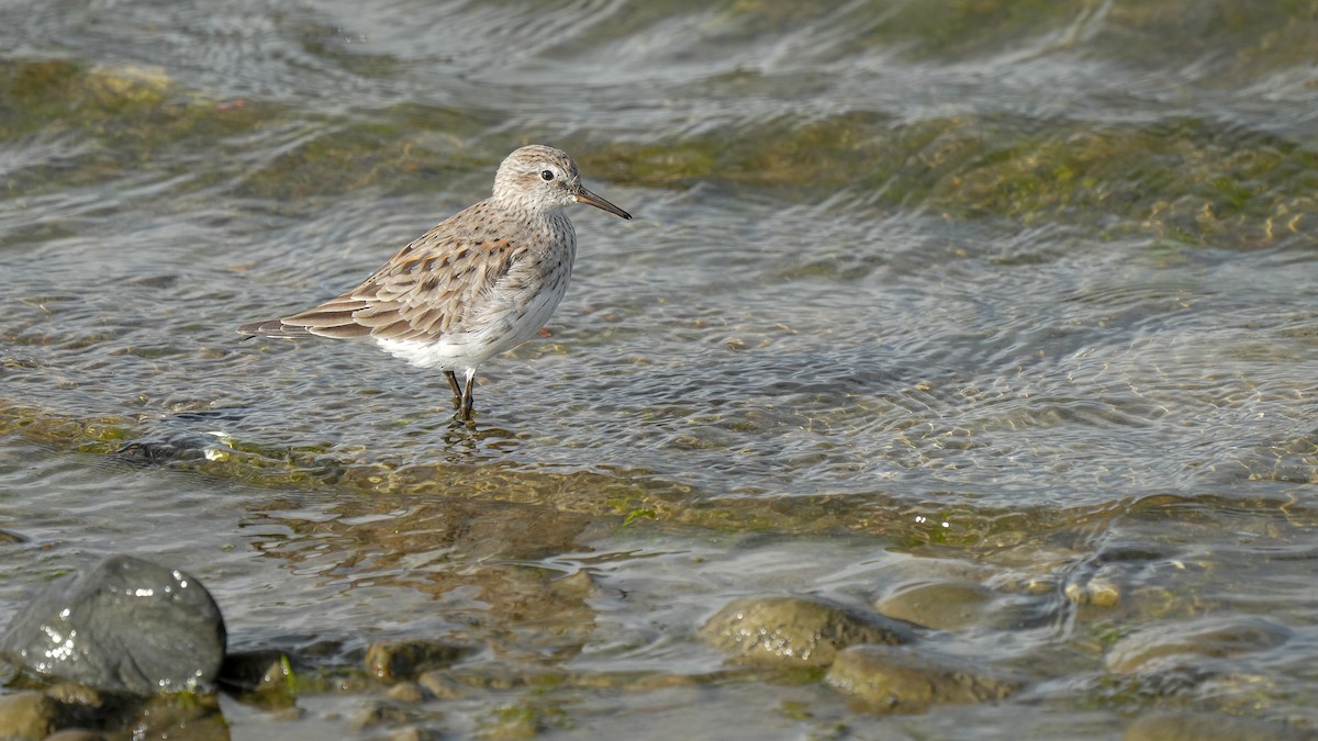 White-rumped Sandpiper - ML616529983