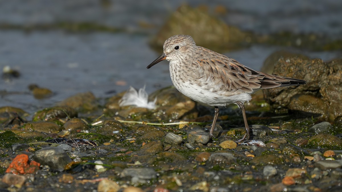 White-rumped Sandpiper - ML616529984