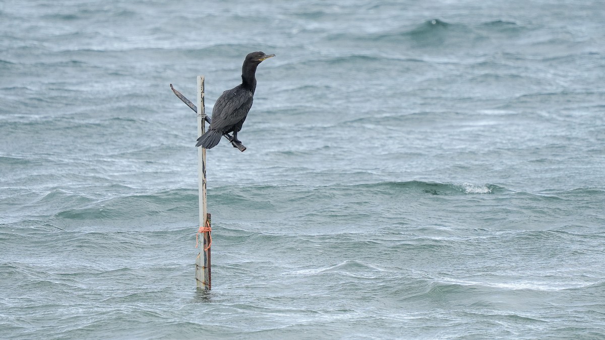 Neotropic Cormorant - ML616529991