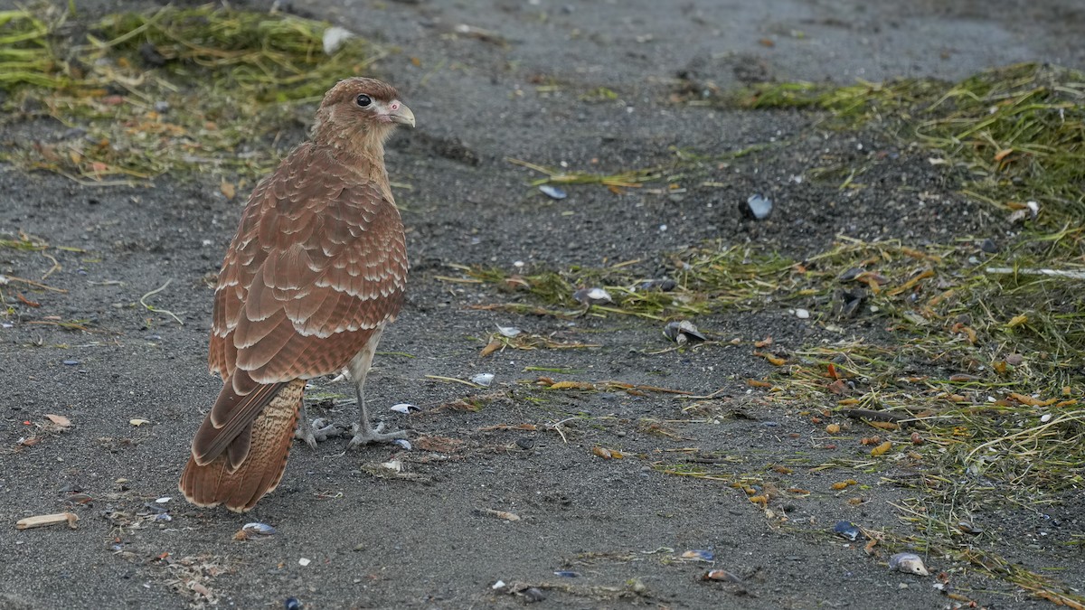 Chimango Caracara - ML616529997