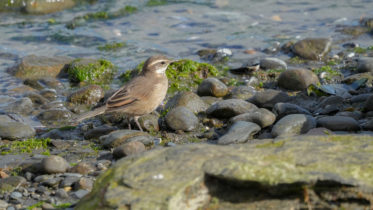 Buff-winged Cinclodes - ML616529999