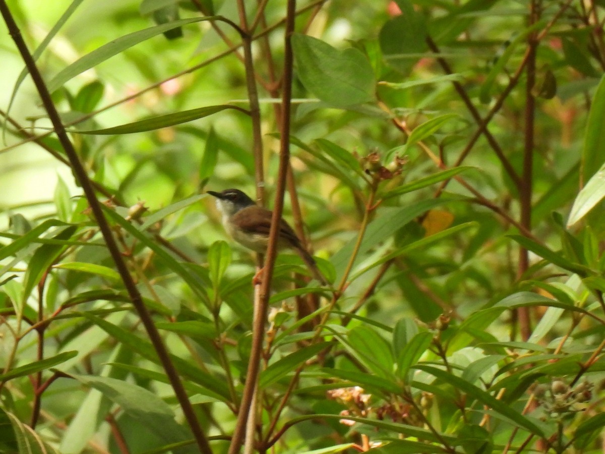 Rufescent Prinia - Diane Bricmont