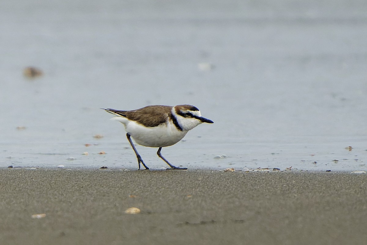 Kentish Plover - William Hemstrom