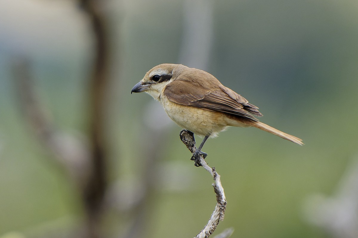 Brown Shrike - ML616530083