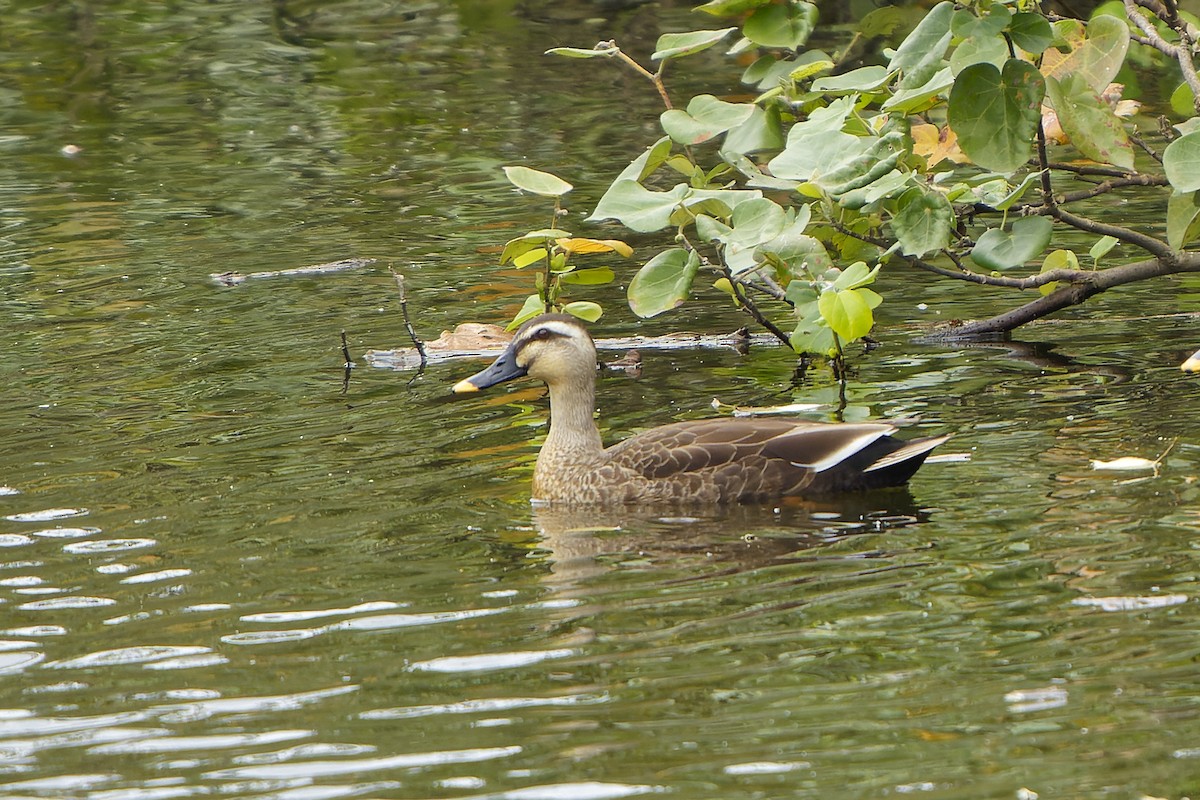 Eastern Spot-billed Duck - William Hemstrom