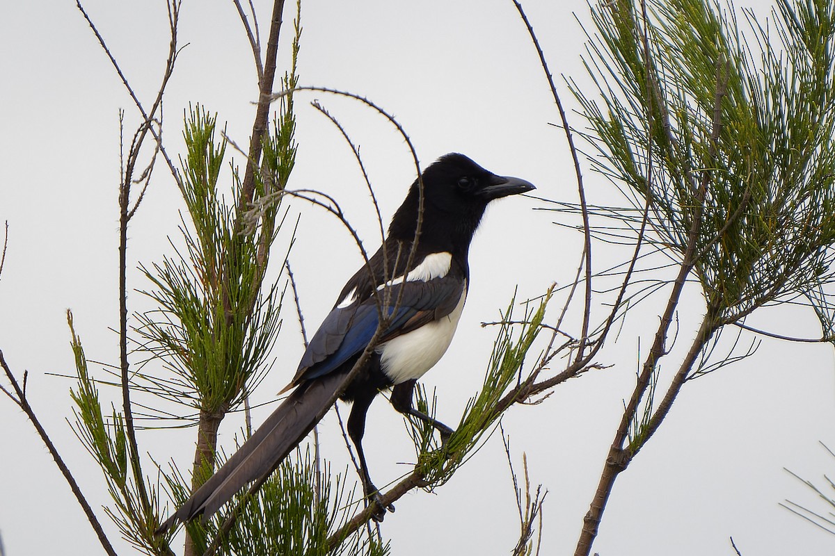 Oriental Magpie - ML616530114