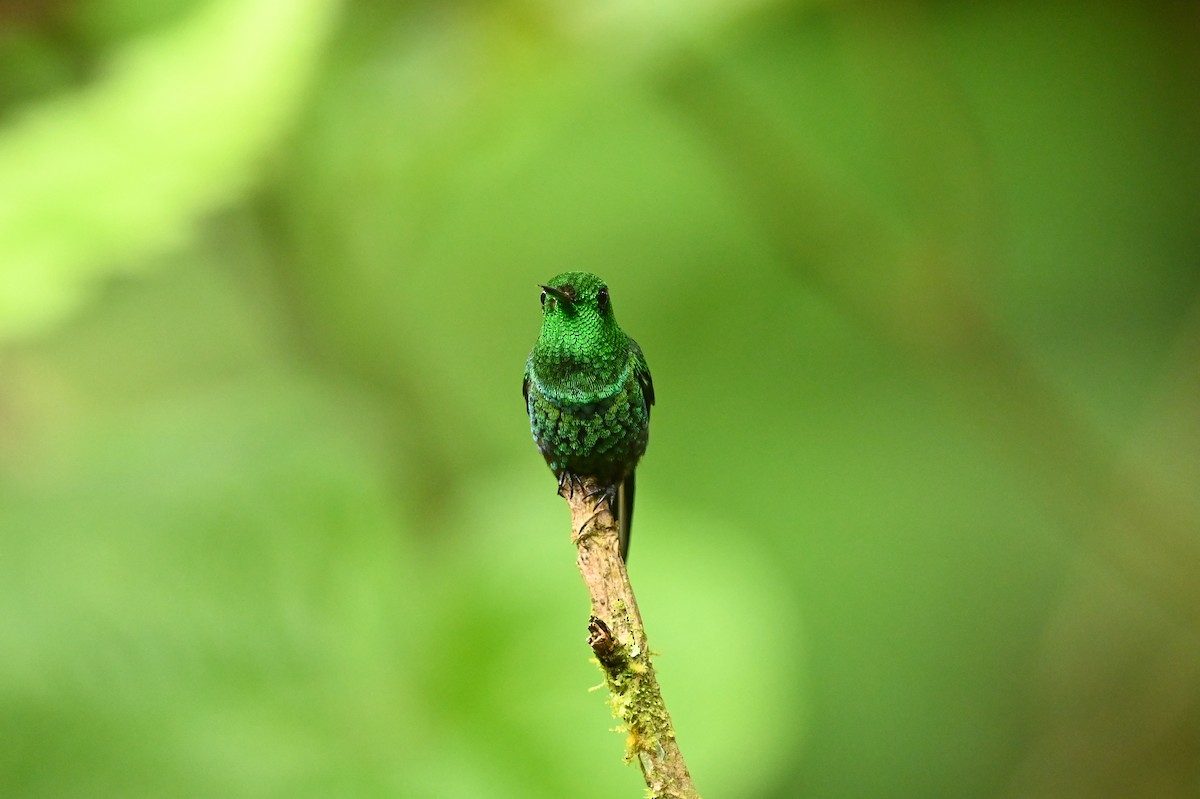 Crowned Woodnymph (Green-crowned) - ML616530131