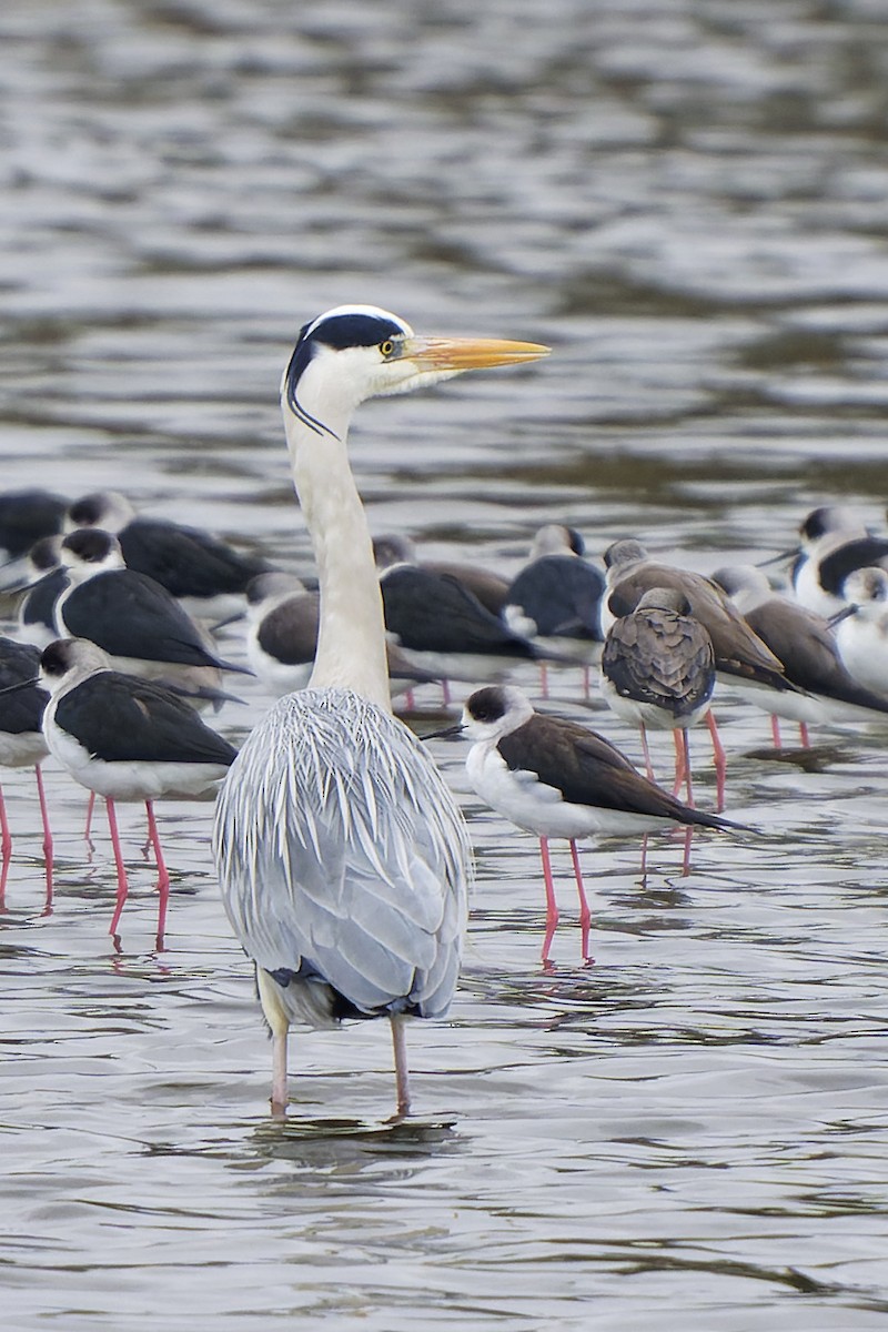 Gray Heron - William Hemstrom