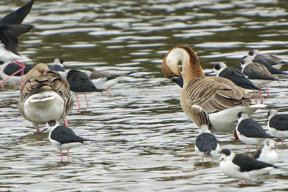 Swan Goose - William Hemstrom