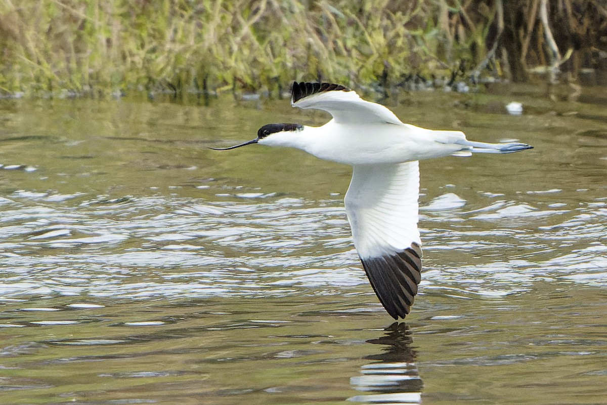 Pied Avocet - ML616530137