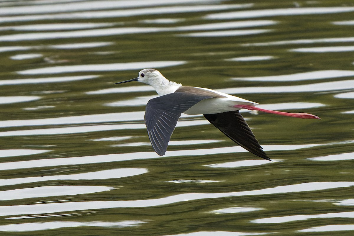 Black-winged Stilt - William Hemstrom