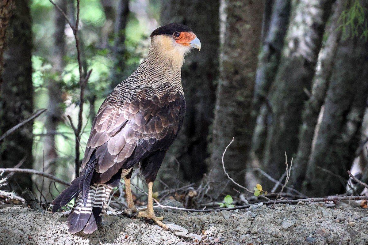 Crested Caracara - Skip Russell