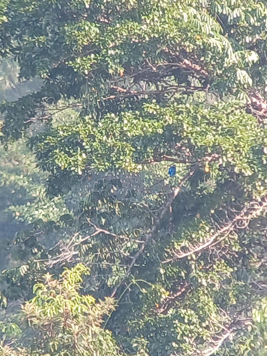 Lovely Cotinga - ML616530147