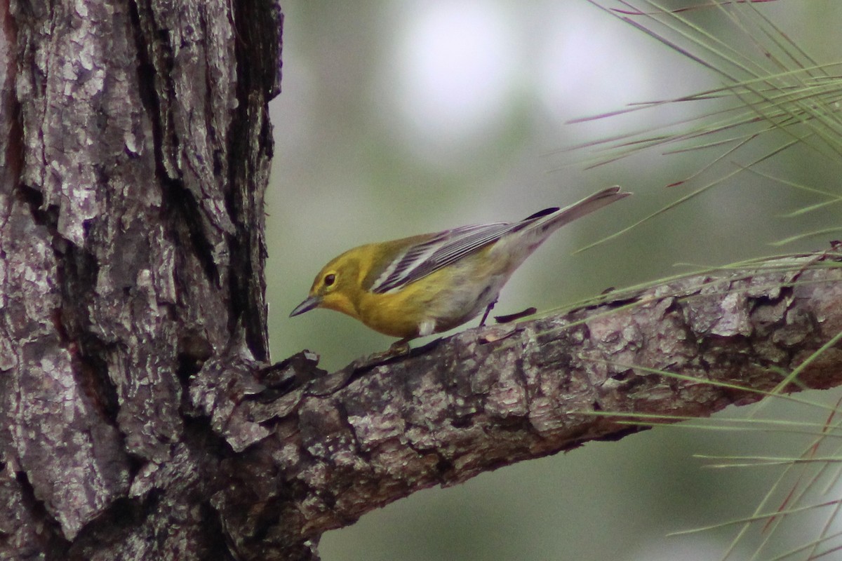 Pine Warbler - ML616530156