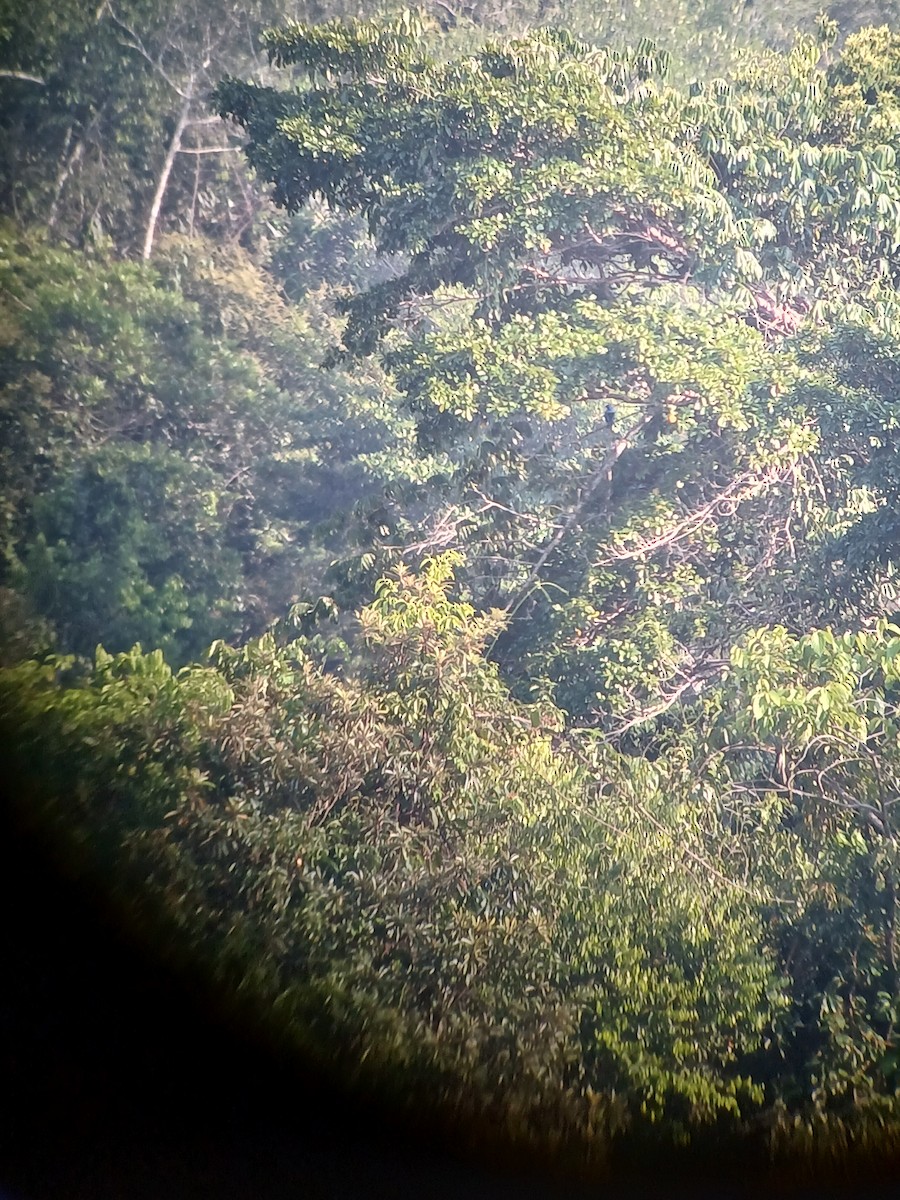 Lovely Cotinga - ML616530163