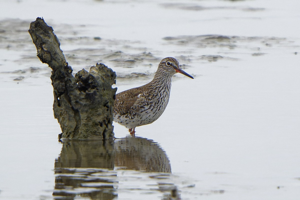 Common Redshank - William Hemstrom