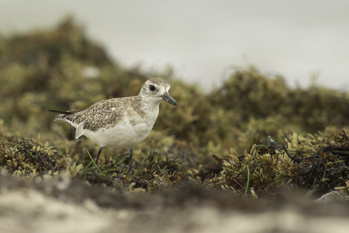 Black-bellied Plover - Luis Guillermo