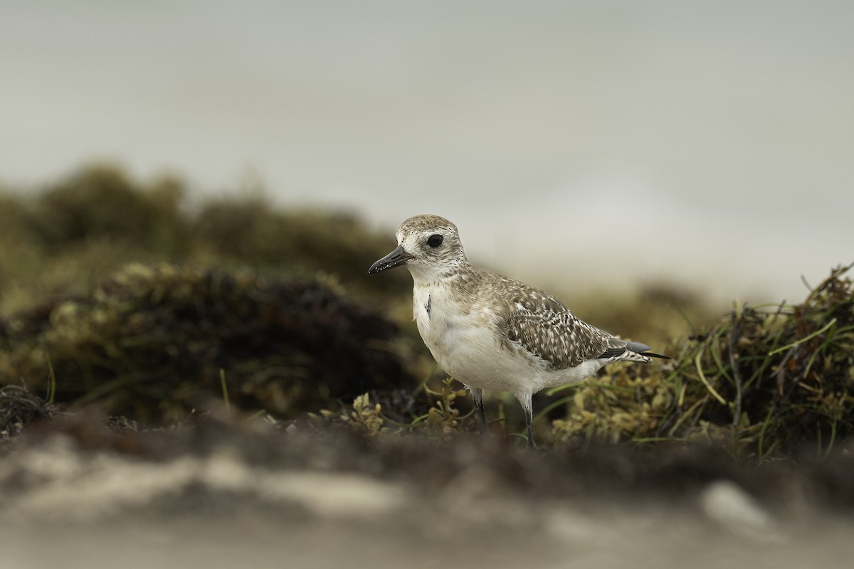 Black-bellied Plover - ML616530172