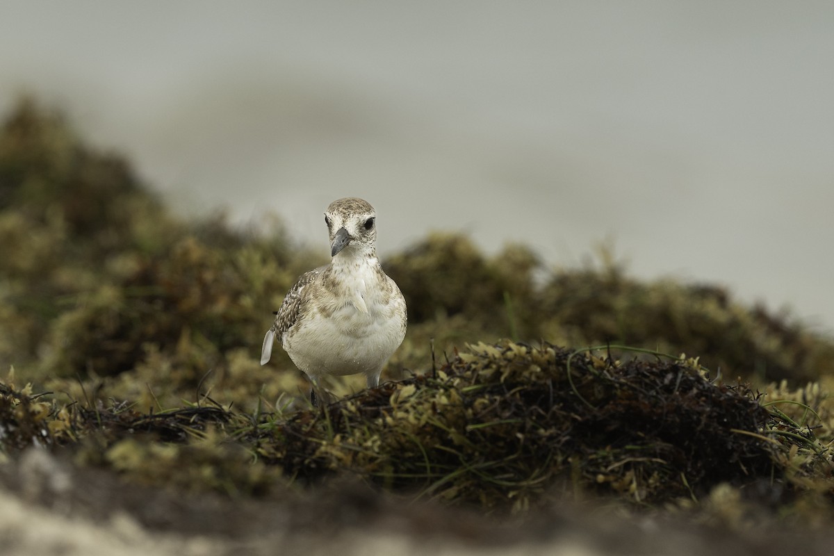 Black-bellied Plover - ML616530173