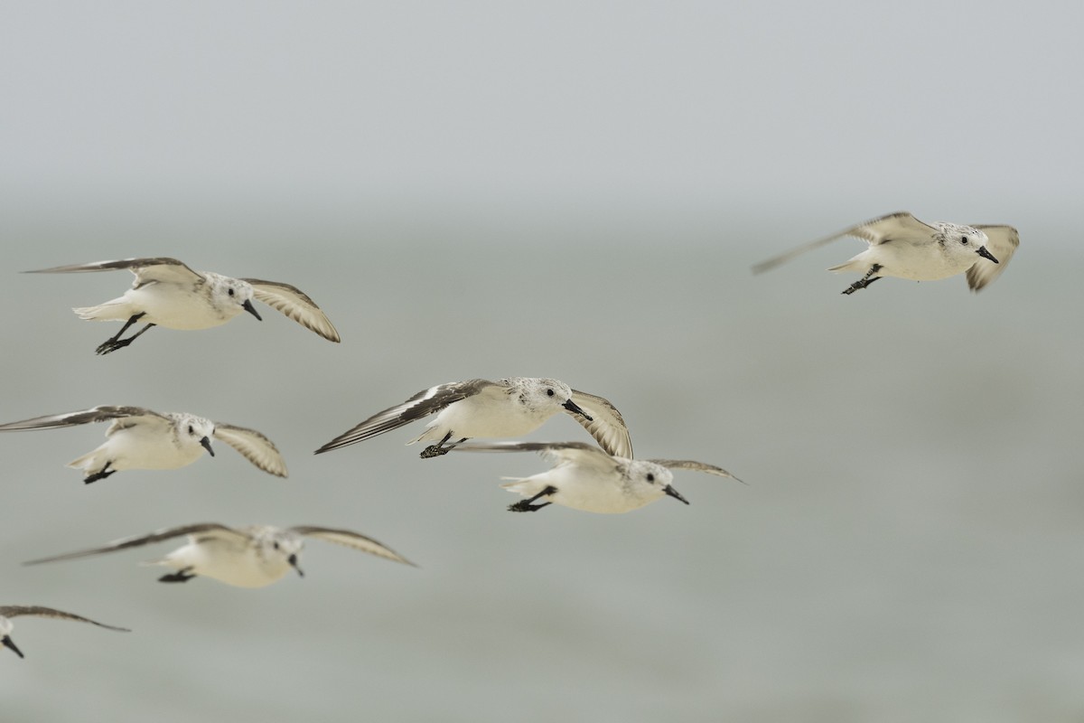 Sanderling - ML616530188