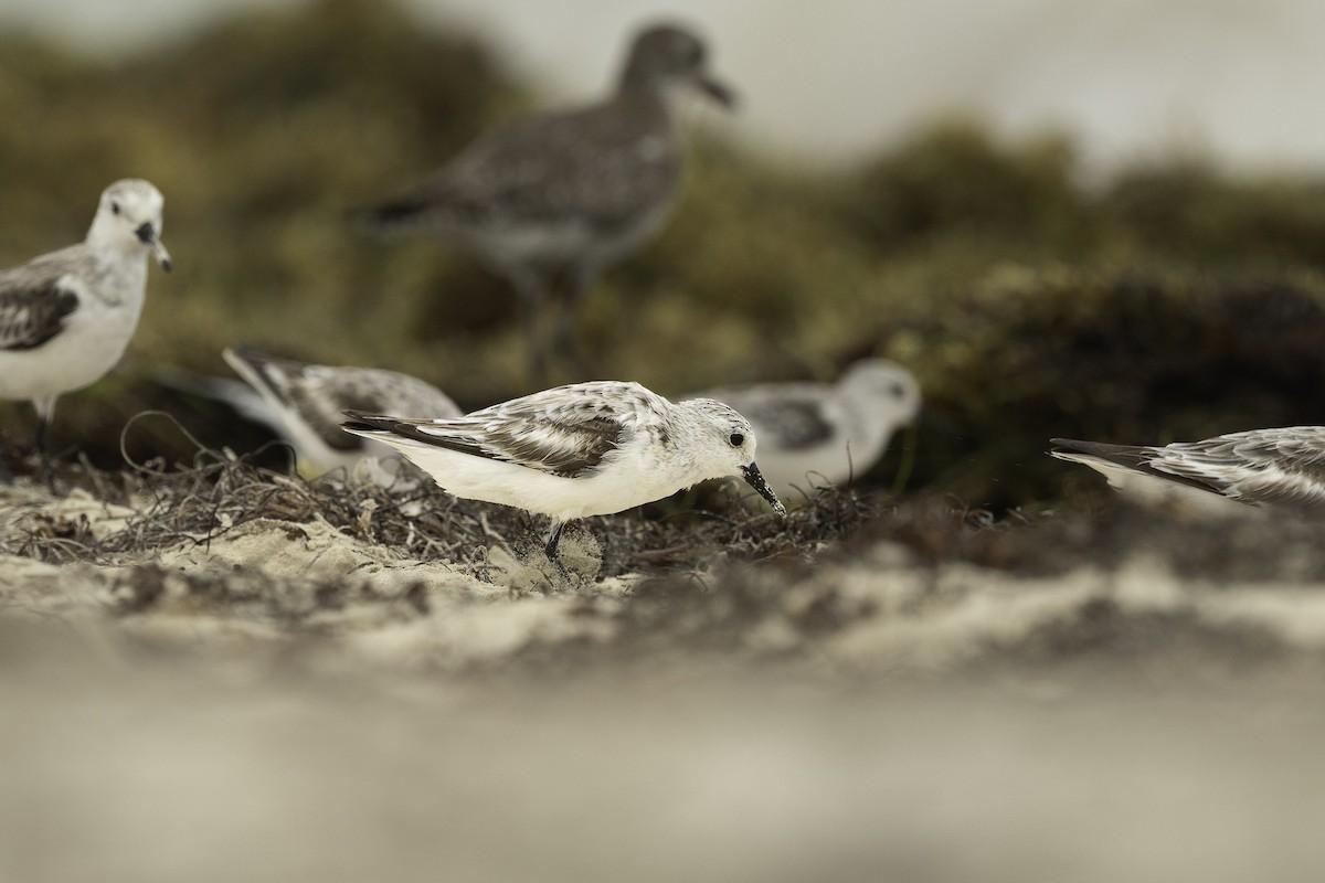 Sanderling - ML616530189