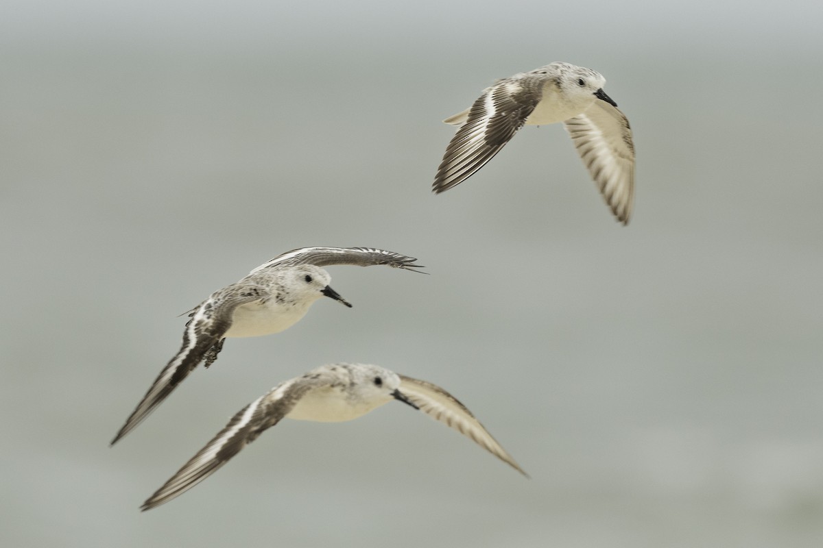 Sanderling - ML616530190