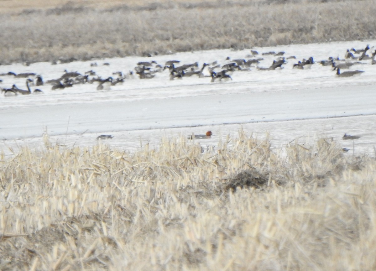 Eurasian Wigeon - Jean Lemoyne