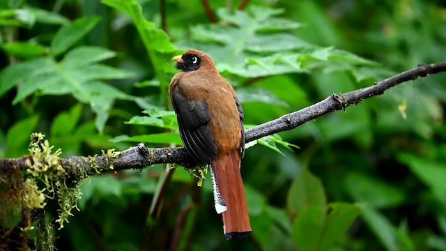 Trogon masqué - ML616530210