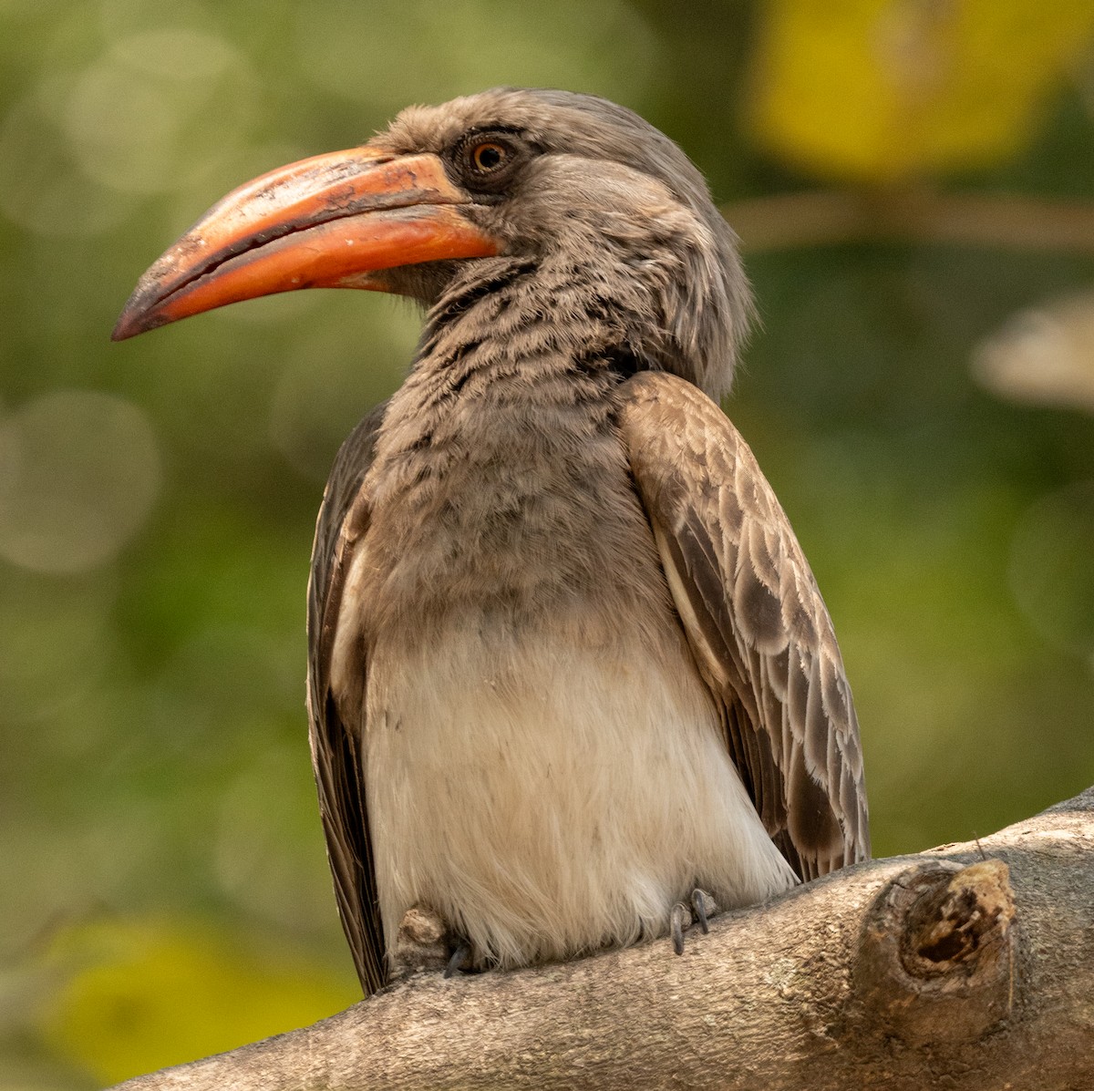 Bradfield's Hornbill - ML616530215