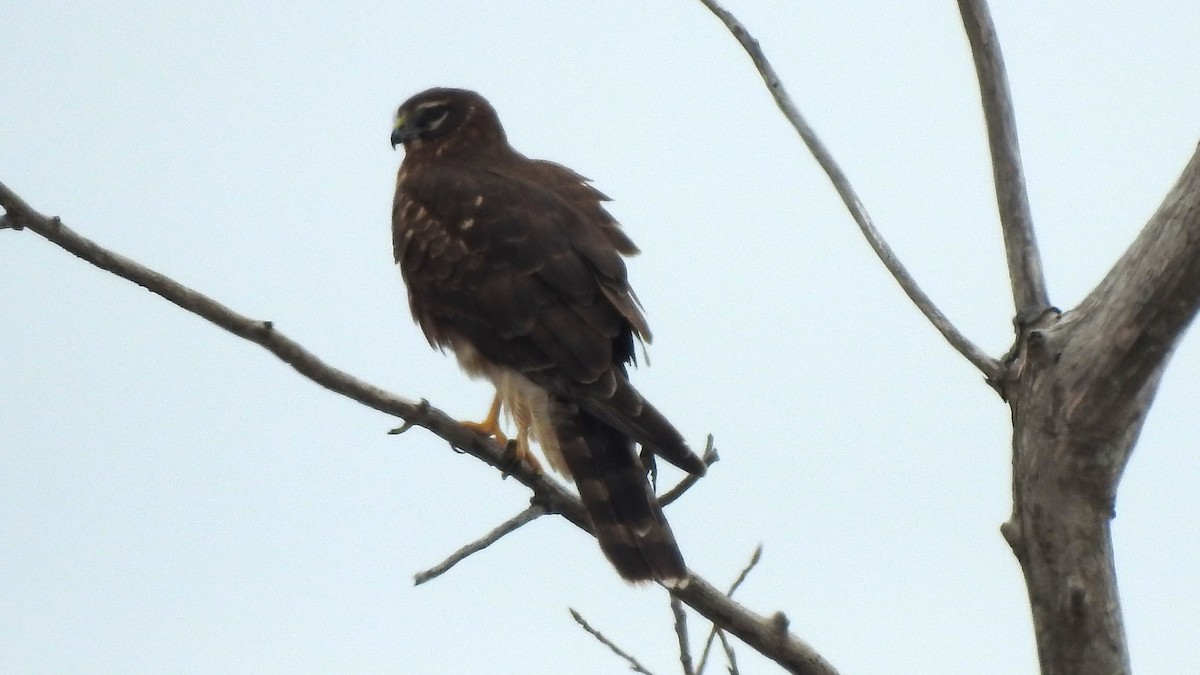 Northern Harrier - ML616530217