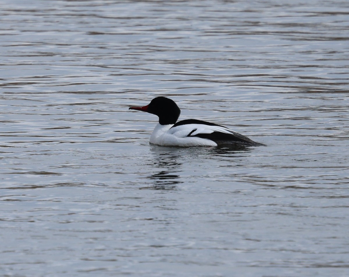 Common Merganser - ML616530223