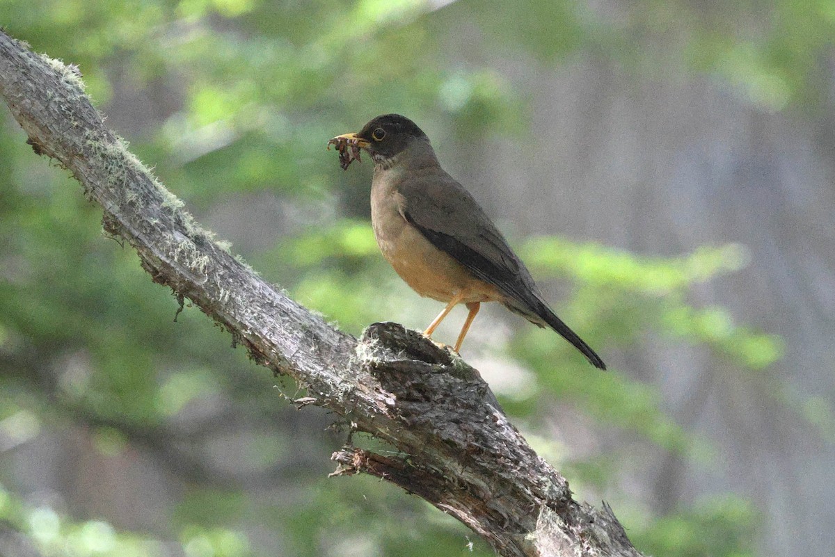 Austral Thrush - Skip Russell