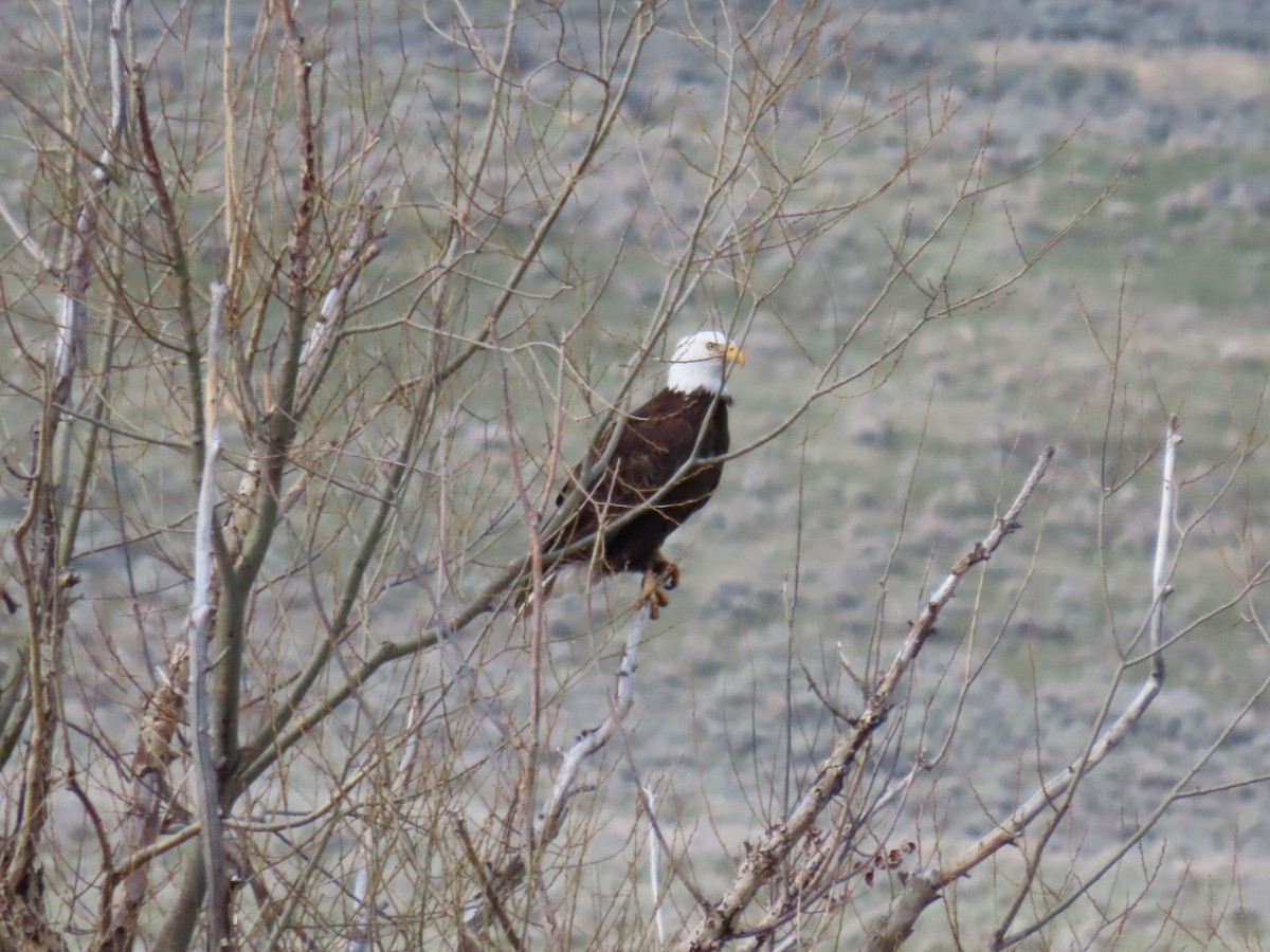 Bald Eagle - ML616530296