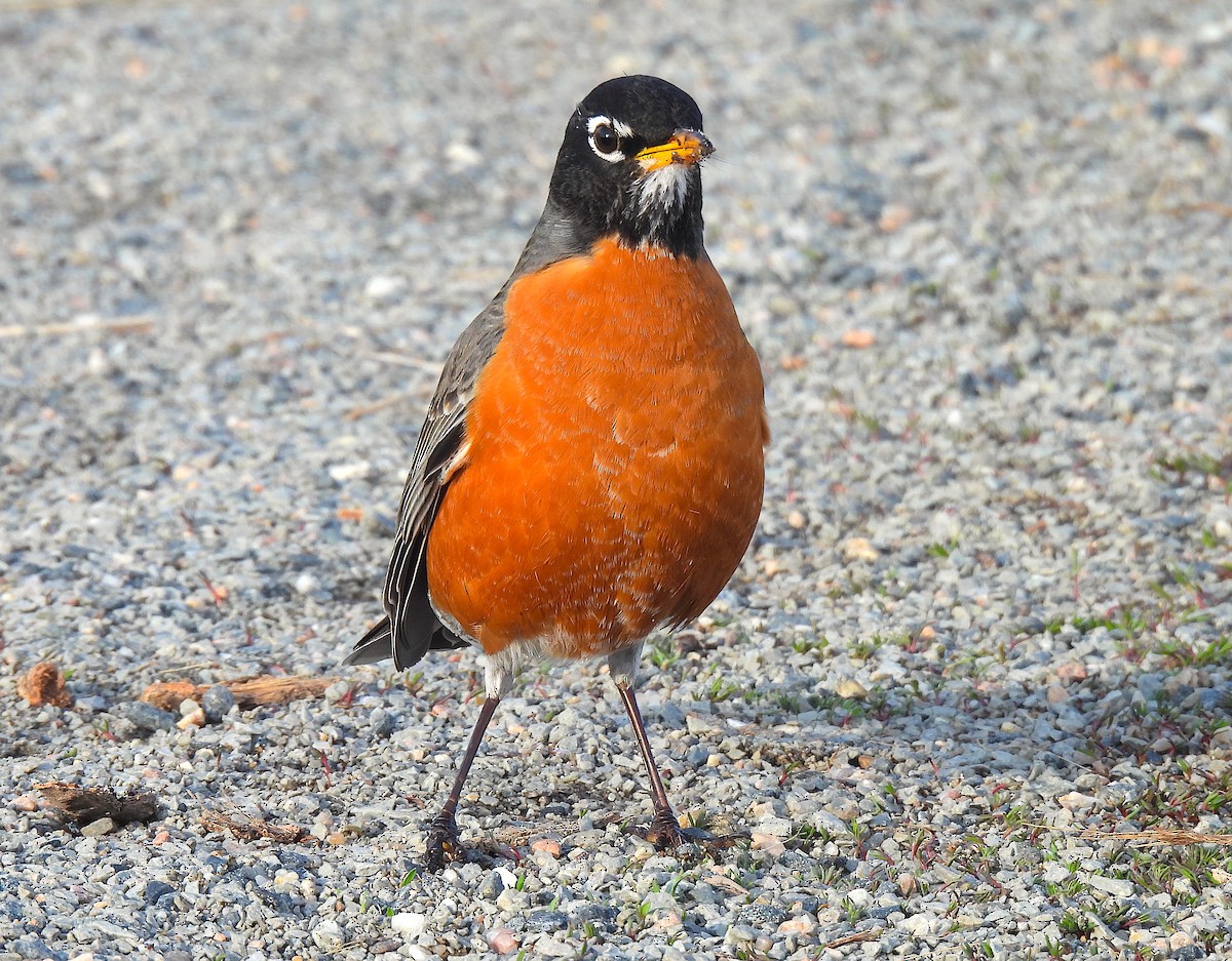 American Robin - ML616530440