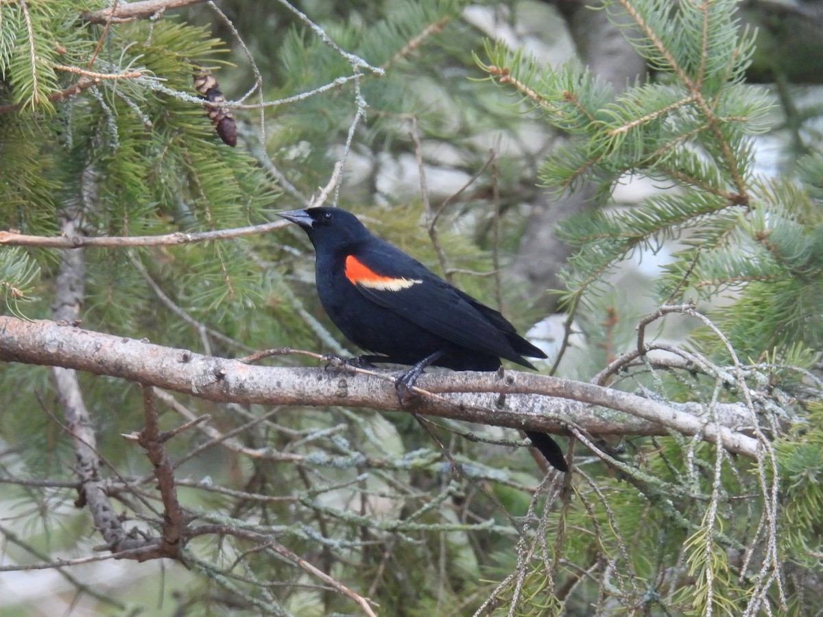 Red-winged Blackbird - ML616530504