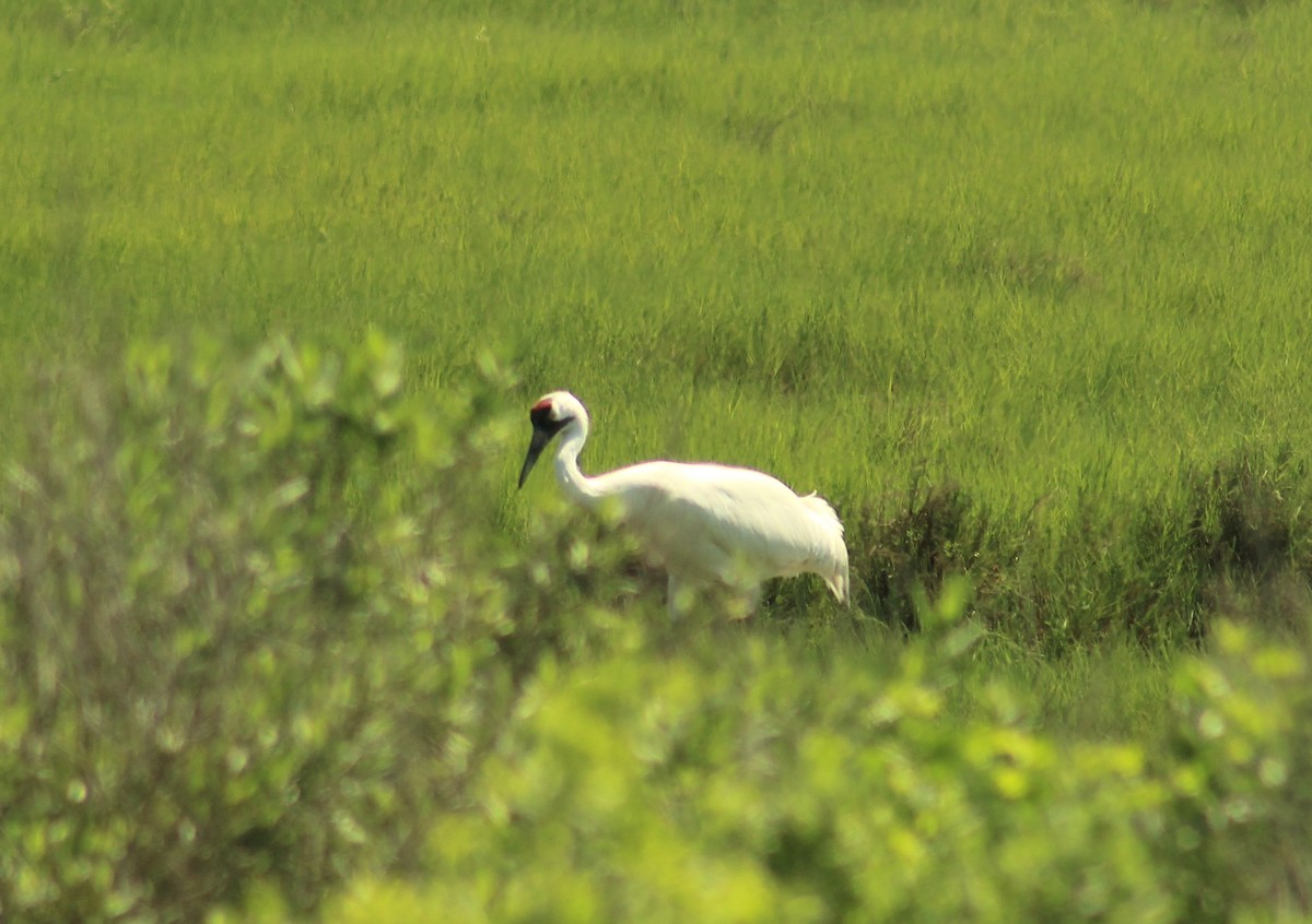 Whooping Crane - Max Merrill