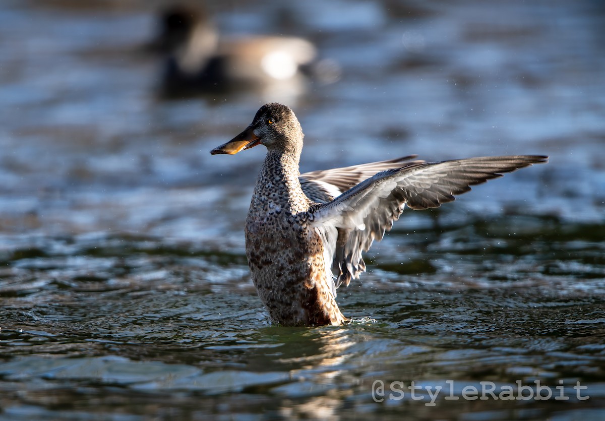 Northern Shoveler - ML616530593