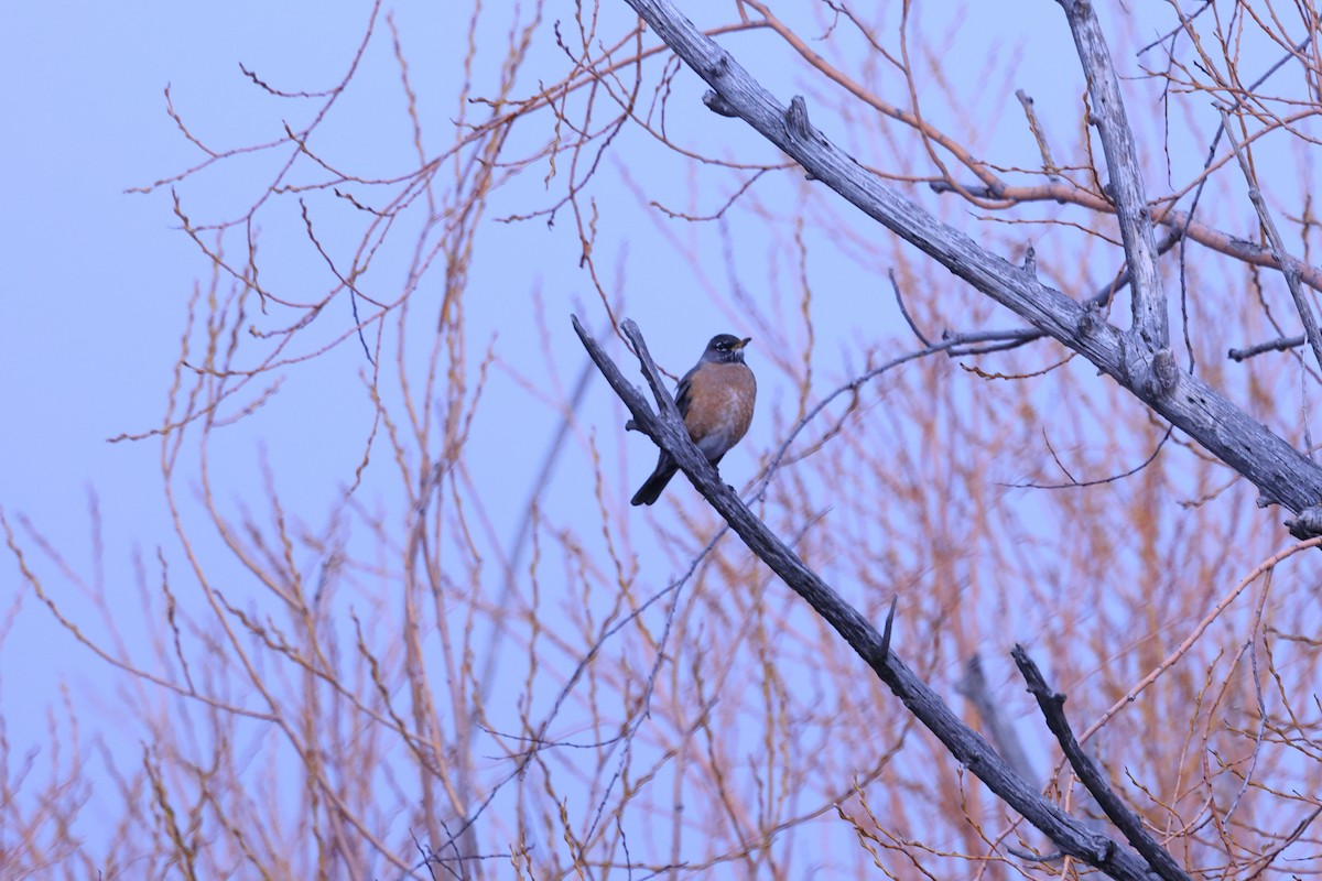 American Robin - ML616530594