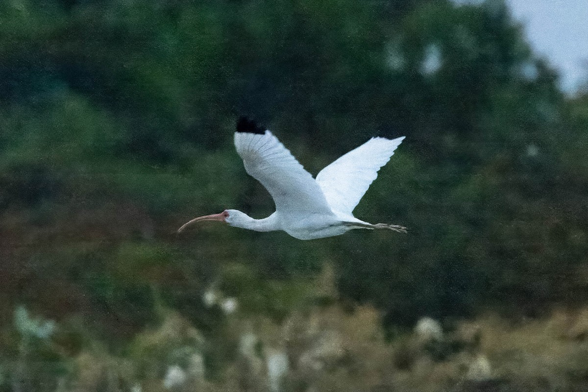 ibis bílý - ML616530628