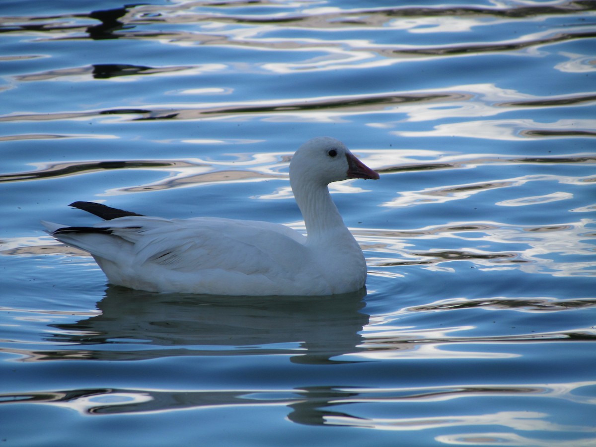 Snow Goose - ML616530649