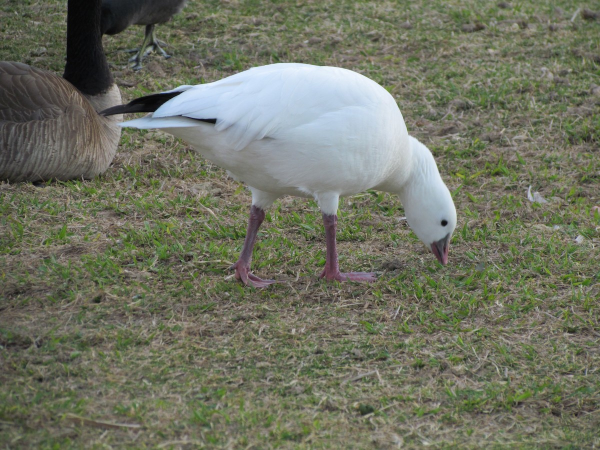 Snow Goose - ML616530651