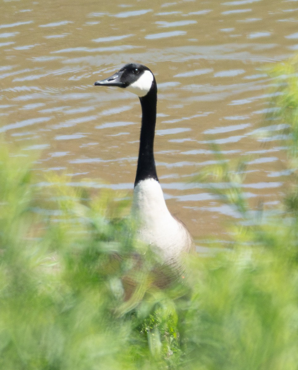 Canada Goose - ML616530774