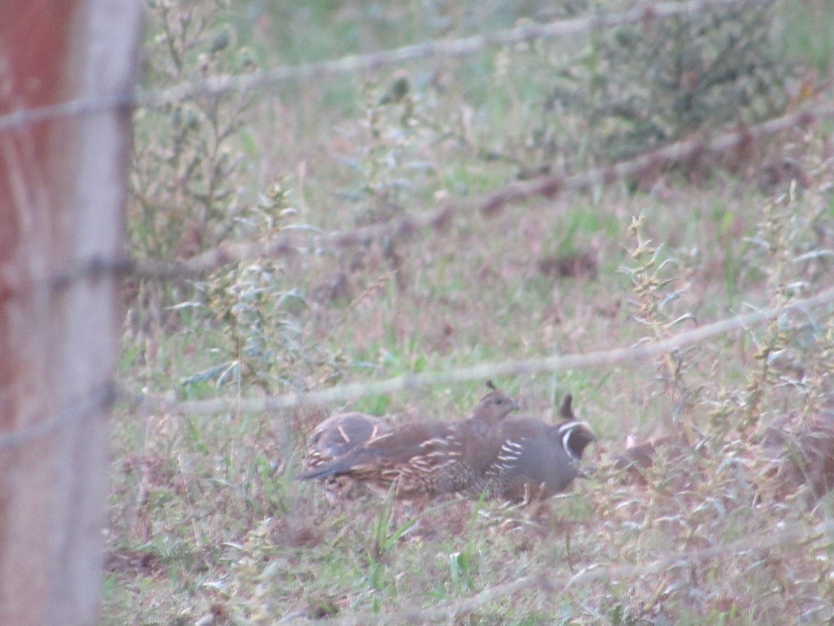 California Quail - Javiera Carrasco Icart