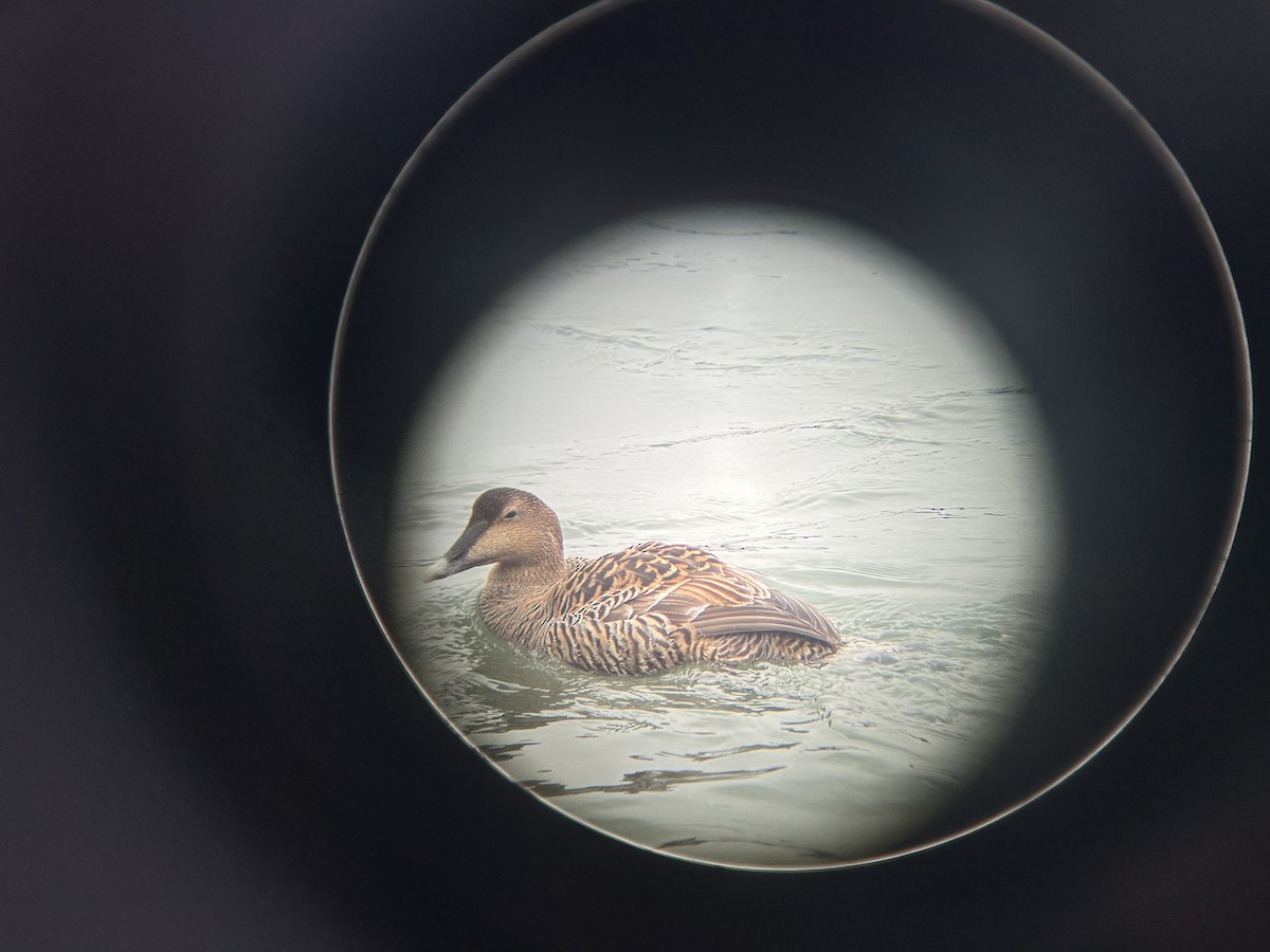 Common Eider - ML616530901