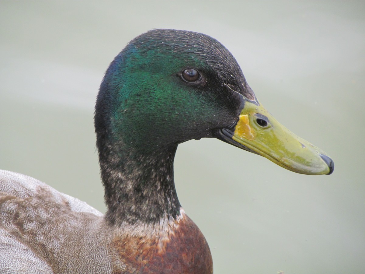 kachna divoká - ML616530908