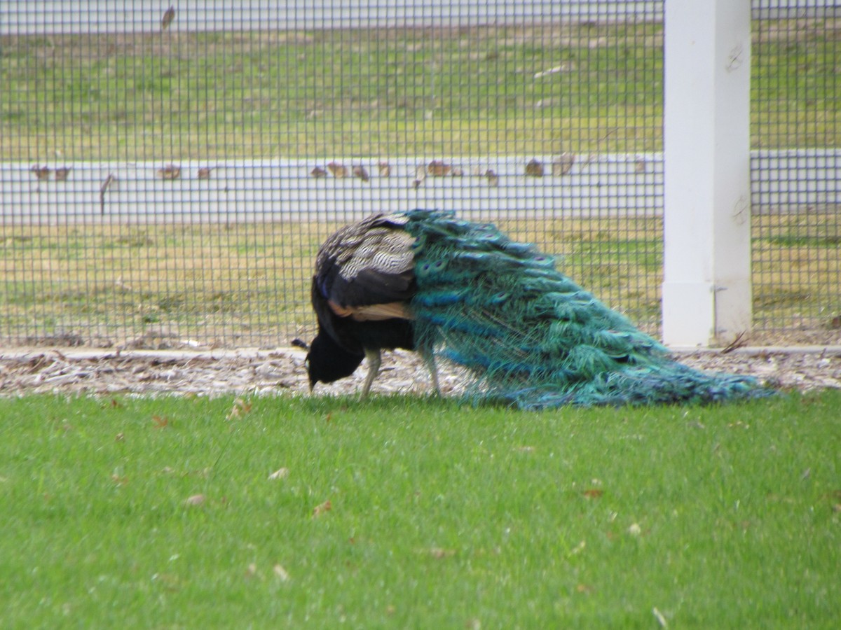 páv korunkatý (domestikovaný) - ML616530916