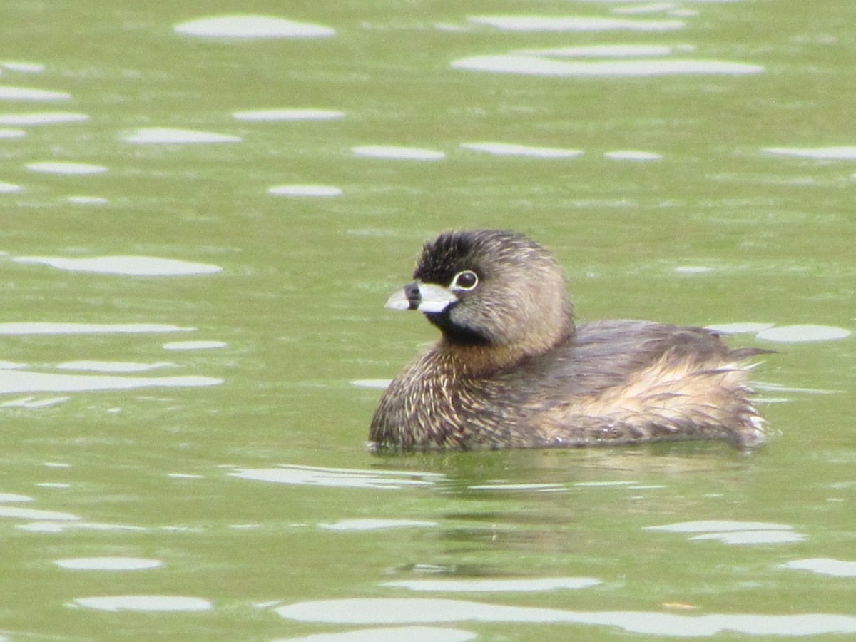 Pied-billed Grebe - ML616530923