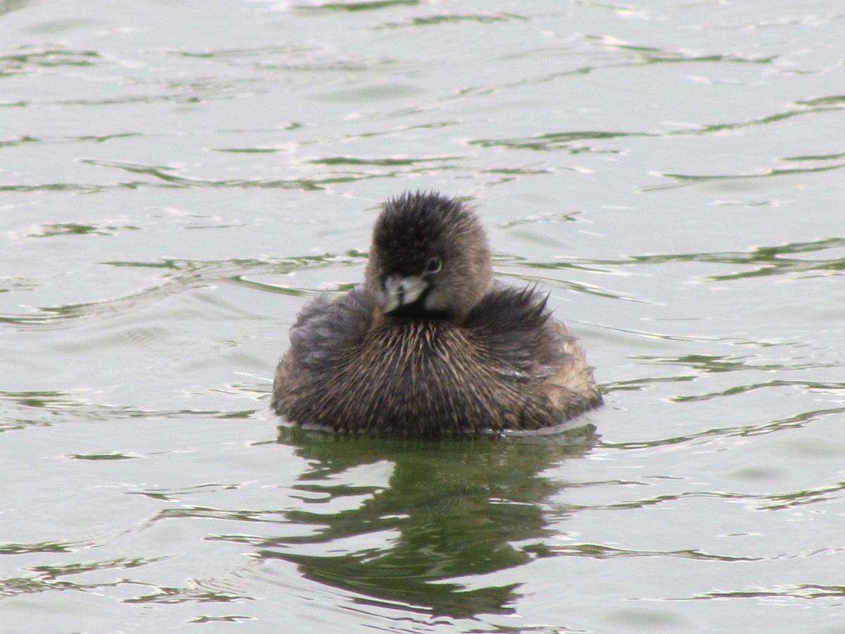 potápka americká - ML616530924